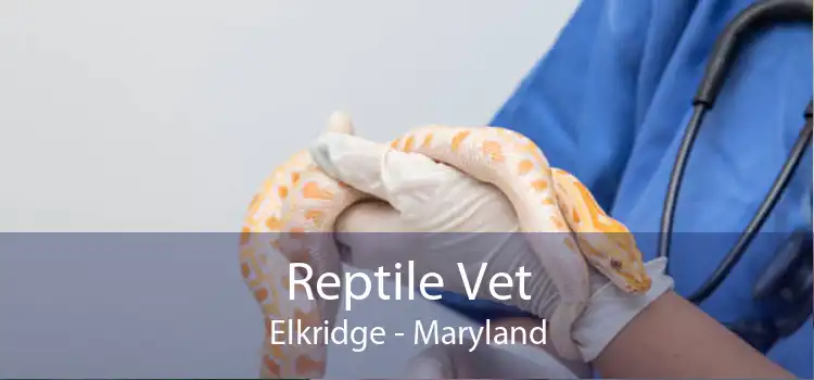 Reptile Vet Elkridge - Maryland