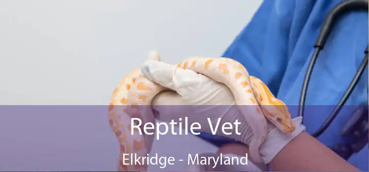 Reptile Vet Elkridge - Maryland