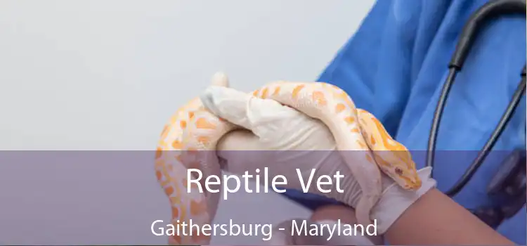 Reptile Vet Gaithersburg - Maryland