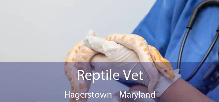 Reptile Vet Hagerstown - Maryland