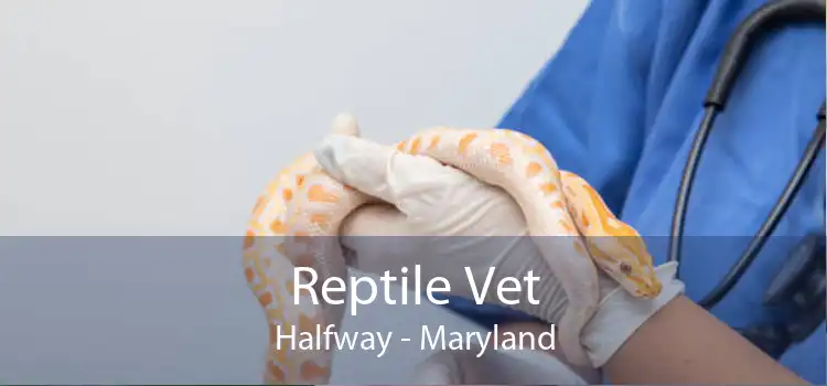 Reptile Vet Halfway - Maryland