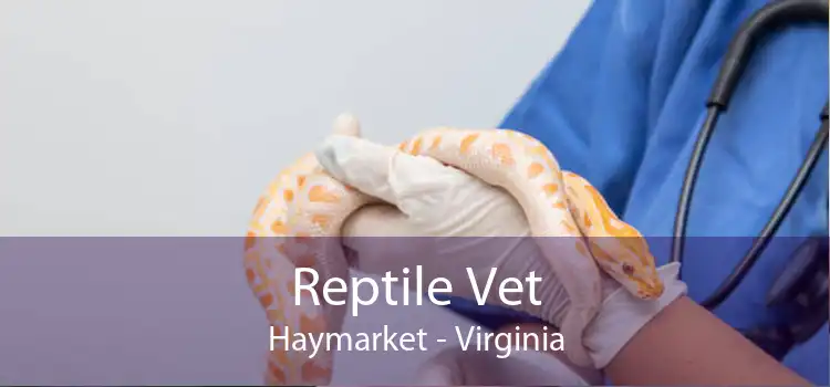 Reptile Vet Haymarket - Virginia