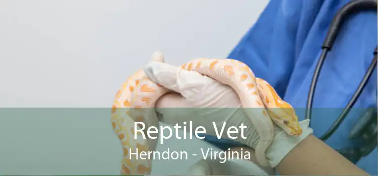 Reptile Vet Herndon - Virginia