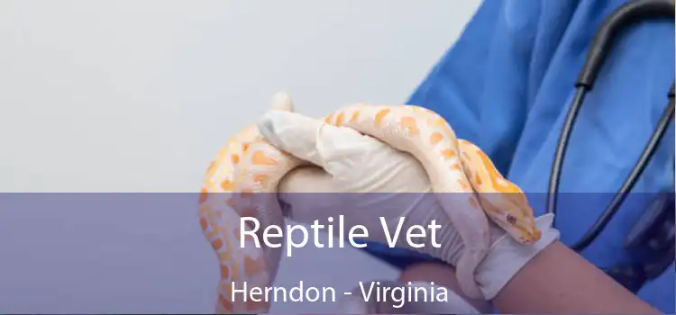 Reptile Vet Herndon - Virginia