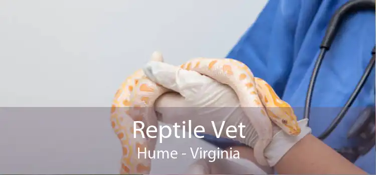 Reptile Vet Hume - Virginia