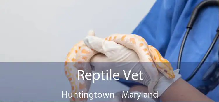 Reptile Vet Huntingtown - Maryland