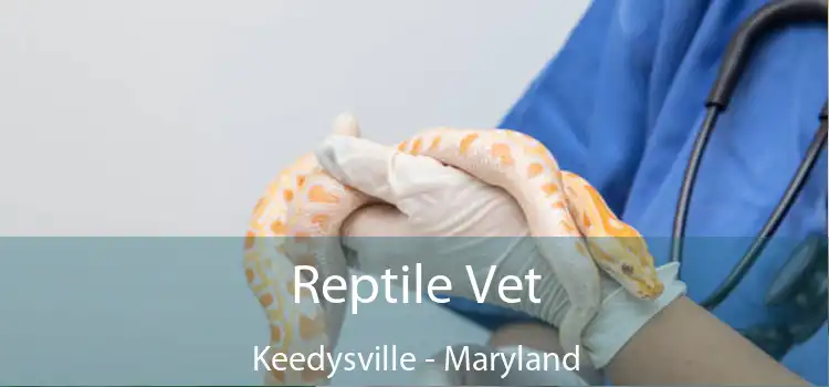 Reptile Vet Keedysville - Maryland