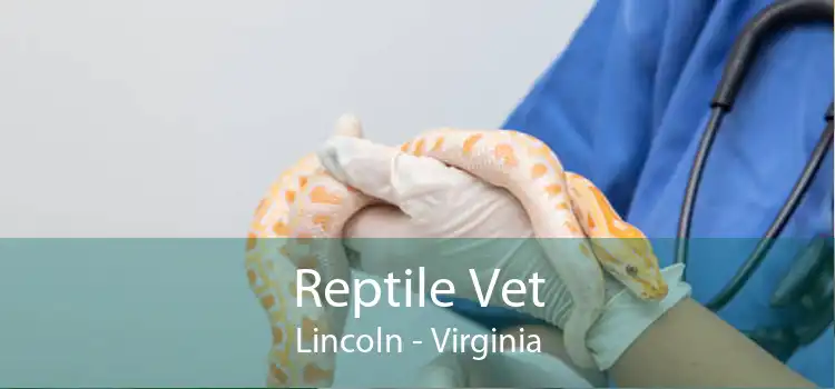 Reptile Vet Lincoln - Virginia