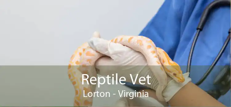 Reptile Vet Lorton - Virginia