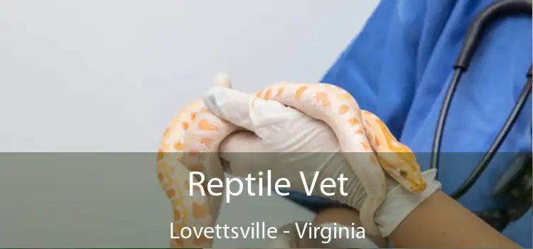 Reptile Vet Lovettsville - Virginia