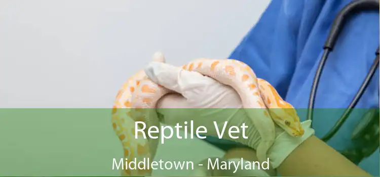 Reptile Vet Middletown - Maryland