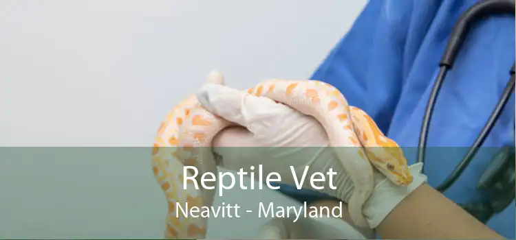 Reptile Vet Neavitt - Maryland