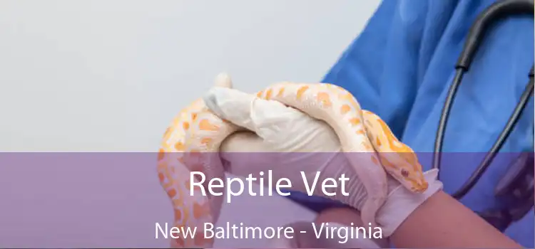 Reptile Vet New Baltimore - Virginia
