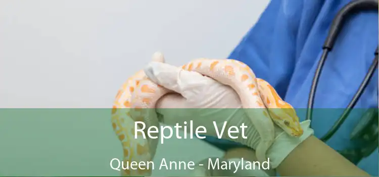 Reptile Vet Queen Anne - Maryland