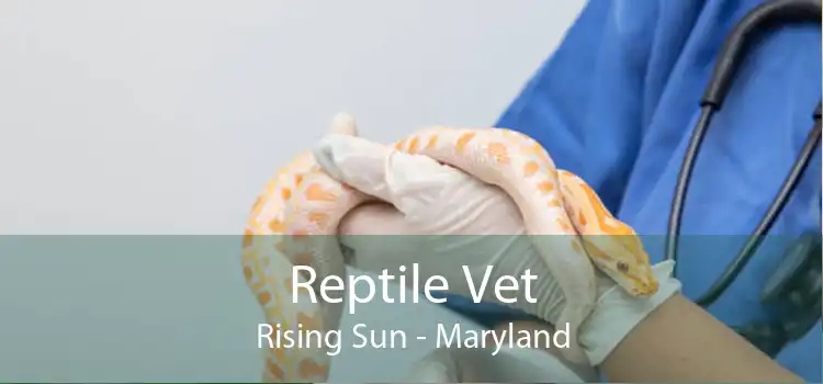 Reptile Vet Rising Sun - Maryland