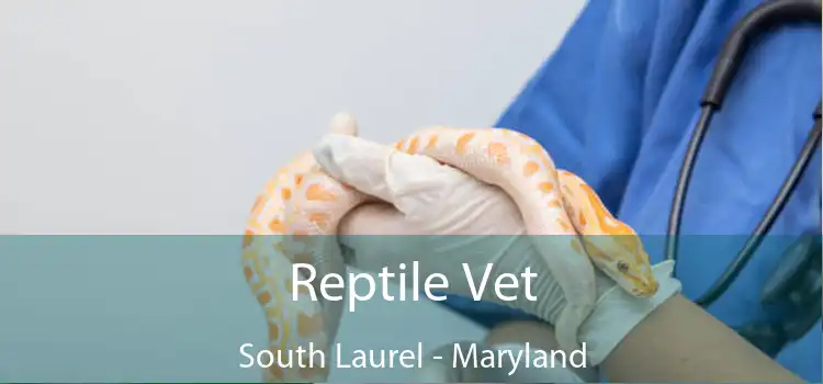 Reptile Vet South Laurel - Maryland