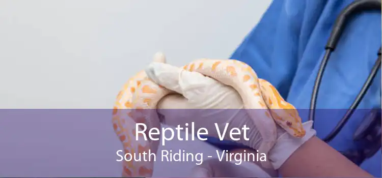 Reptile Vet South Riding - Virginia