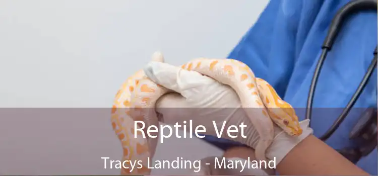 Reptile Vet Tracys Landing - Maryland