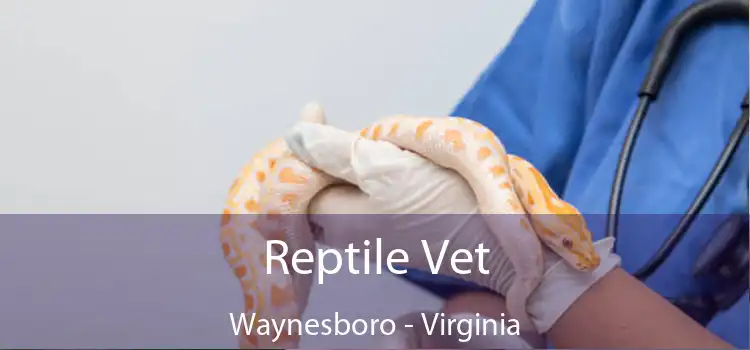 Reptile Vet Waynesboro - Virginia