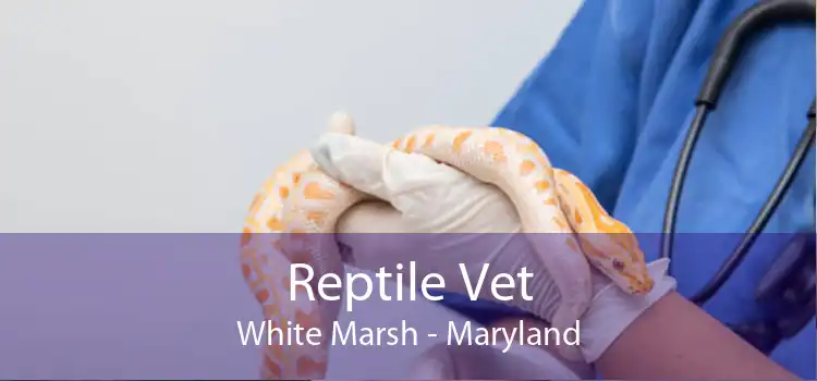 Reptile Vet White Marsh - Maryland