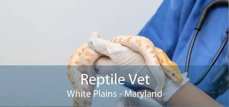 Reptile Vet White Plains - Maryland