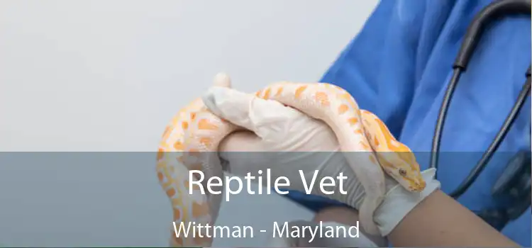 Reptile Vet Wittman - Maryland