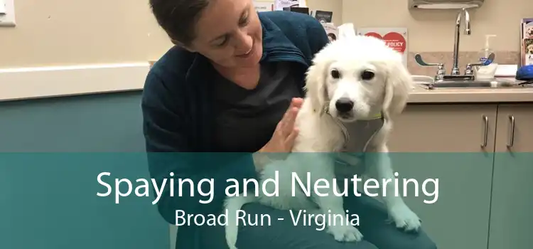 Spaying and Neutering Broad Run - Virginia