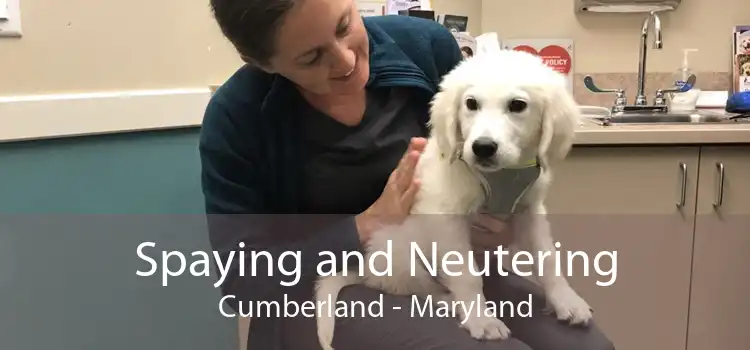 Spaying and Neutering Cumberland - Maryland