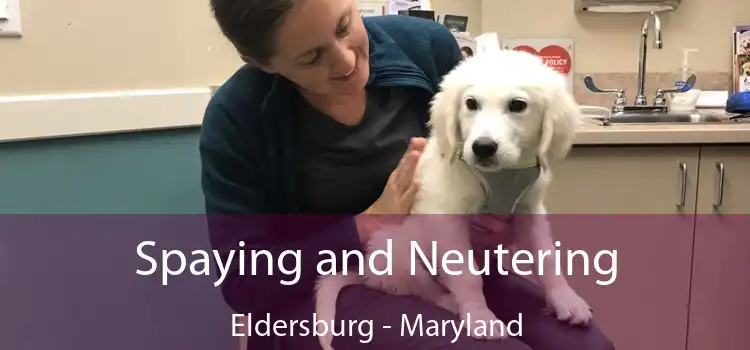 Spaying and Neutering Eldersburg - Maryland