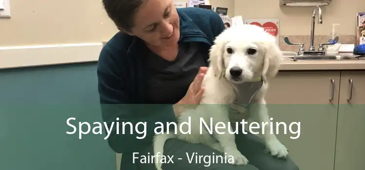 Spaying and Neutering Fairfax - Virginia