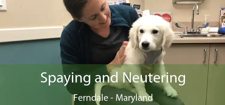 Spaying and Neutering Ferndale - Maryland