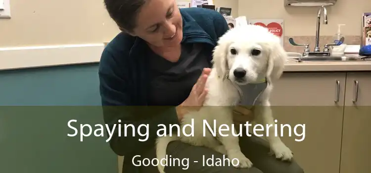 Spaying and Neutering Gooding - Idaho