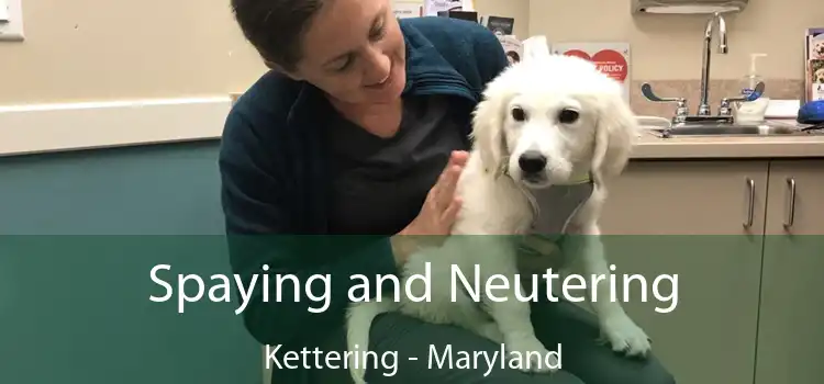 Spaying and Neutering Kettering - Maryland