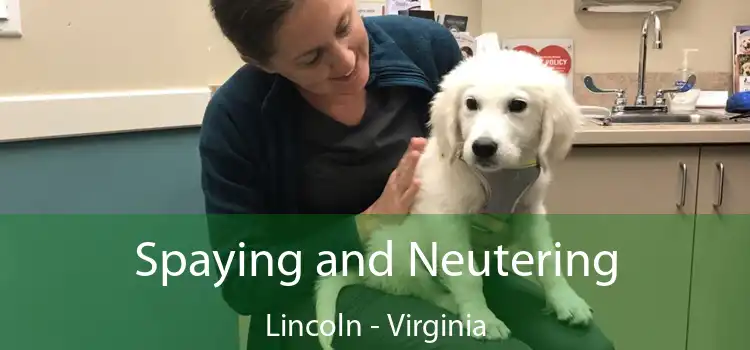 Spaying and Neutering Lincoln - Virginia