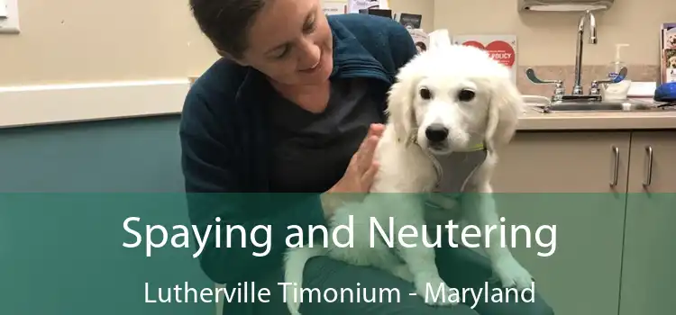 Spaying and Neutering Lutherville Timonium - Maryland