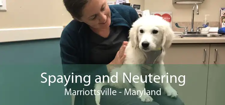 Spaying and Neutering Marriottsville - Maryland