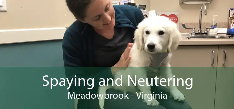 Spaying and Neutering Meadowbrook - Virginia