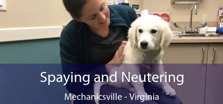 Spaying and Neutering Mechanicsville - Virginia