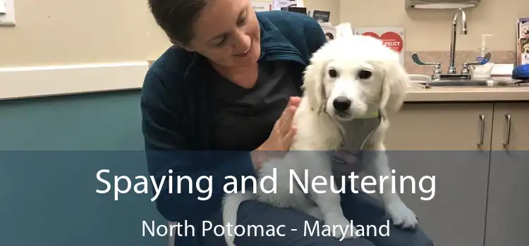 Spaying and Neutering North Potomac - Maryland