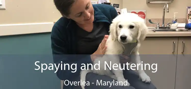 Spaying and Neutering Overlea - Maryland