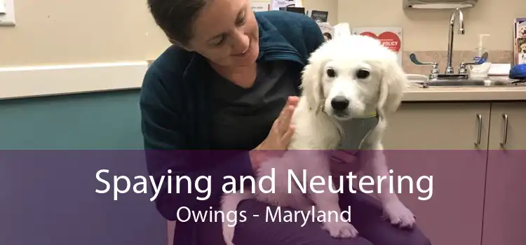 Spaying and Neutering Owings - Maryland