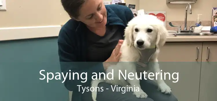 Spaying and Neutering Tysons - Virginia