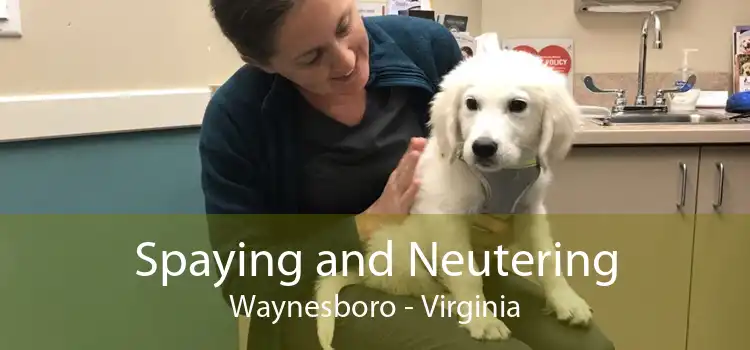 Spaying and Neutering Waynesboro - Virginia
