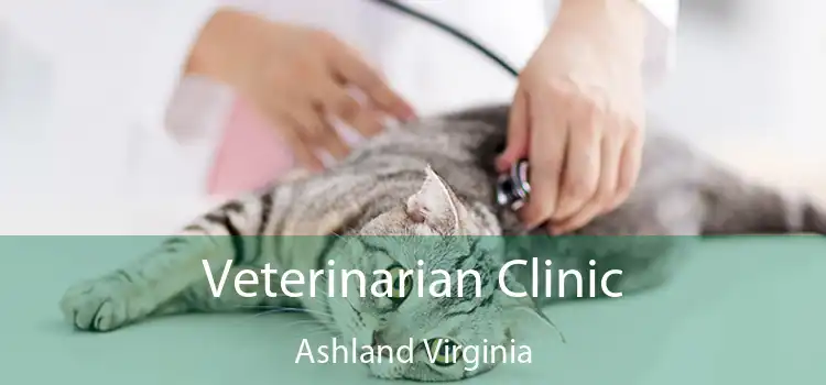 Veterinarian Clinic Ashland Virginia