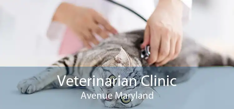 Veterinarian Clinic Avenue Maryland
