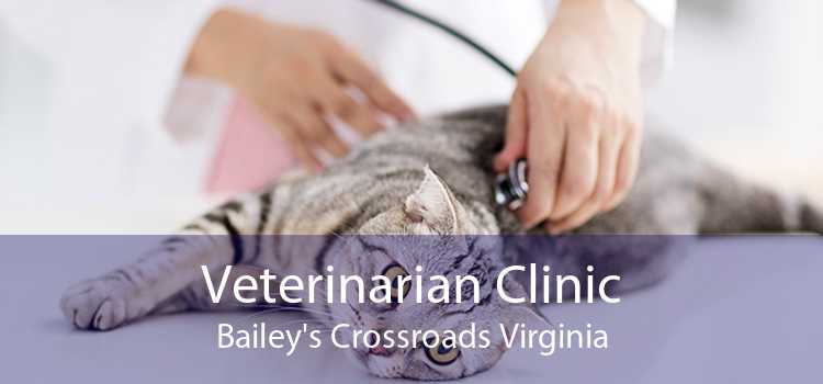 Veterinarian Clinic Bailey's Crossroads Virginia