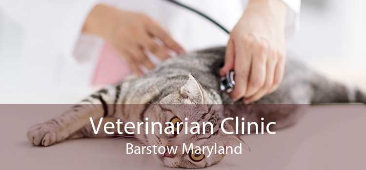 Veterinarian Clinic Barstow Maryland