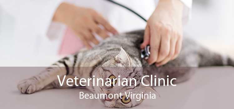 Veterinarian Clinic Beaumont Virginia