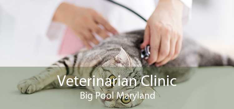 Veterinarian Clinic Big Pool Maryland