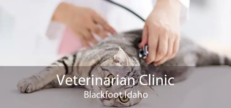 Veterinarian Clinic Blackfoot Idaho